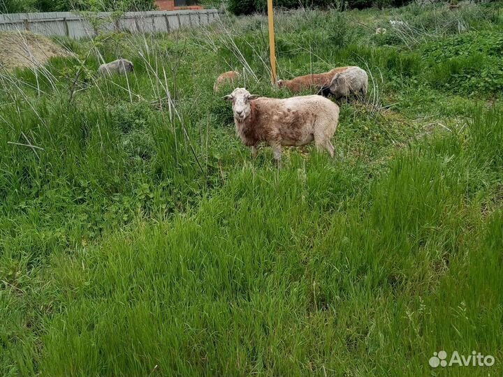 Овцы катумской породы