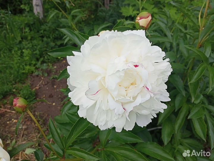 Пионы саженцы