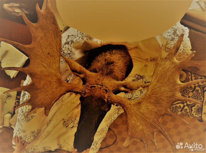 Чучело головы лося с рогами