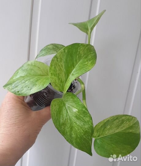 Сциндапсус марбл квин