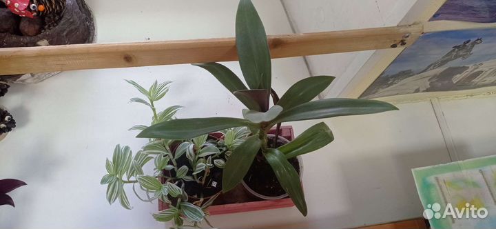 Традесканция