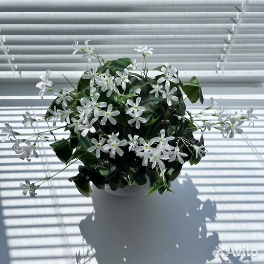 Оксалис. Кислица