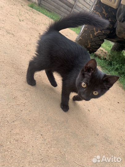 Отдам котят