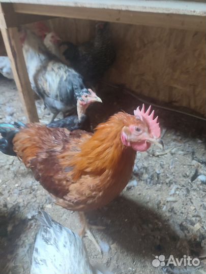 Молодые петухи 7 месяцев