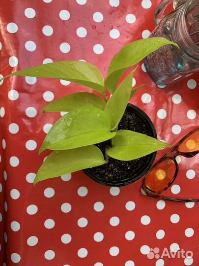 Сциндапсус неон