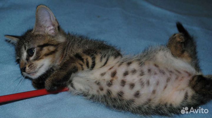 Необыкновенное чудо - котик в добрые руки