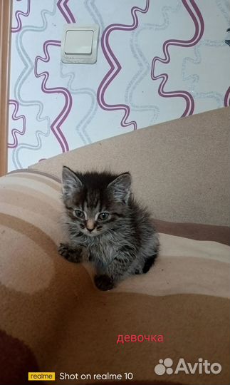 Котята бесплатно