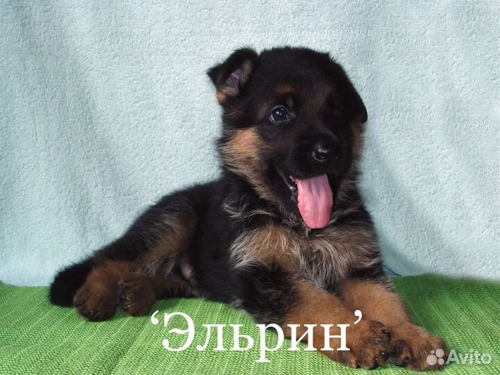 Немецкая овчарка