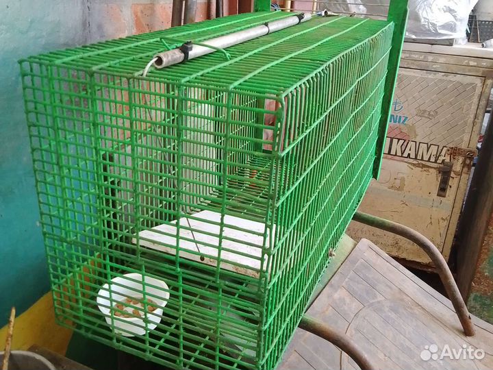 Аренда кошколовки