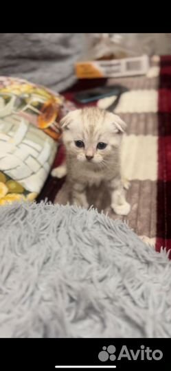 Шотландская вислоухая