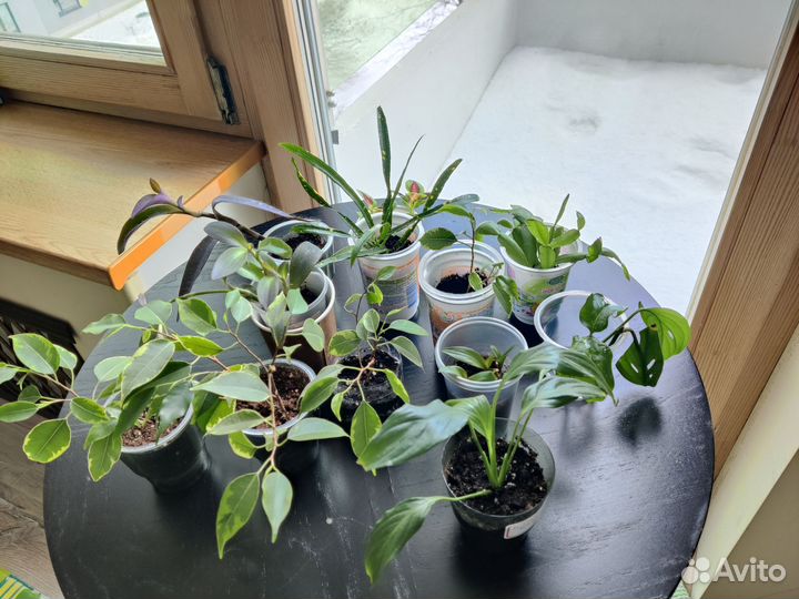 Комнатные цветы, укоренённые