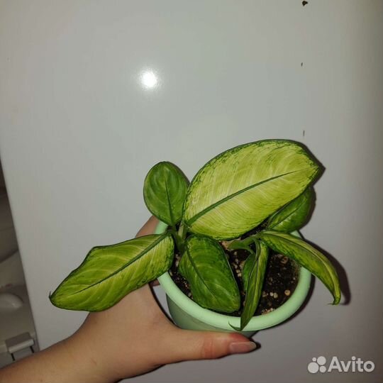 Диффенбахия