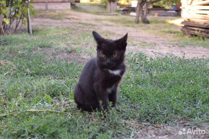 Отдам котят