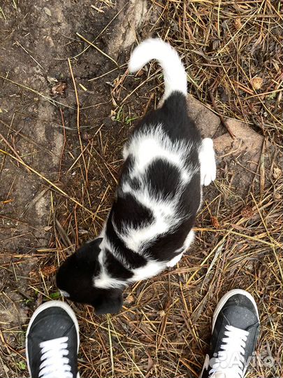 Собака в добрые руки отдам бесплатно