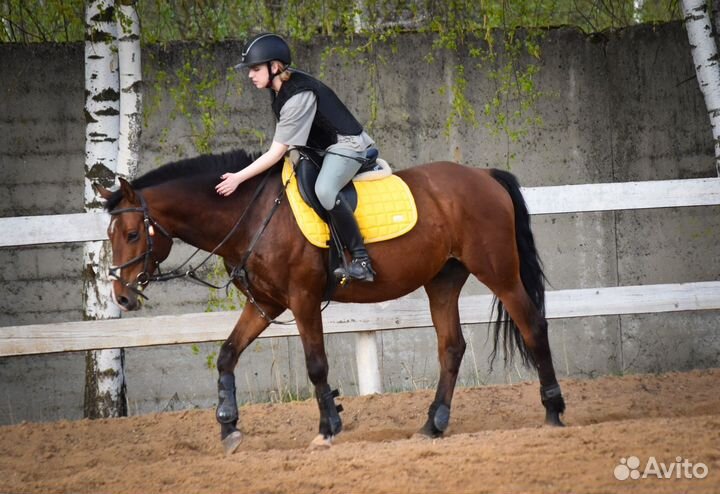 Безопасные лошади и пони