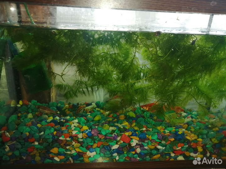 Аквариум с содержимом