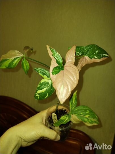 Комнатные цветы