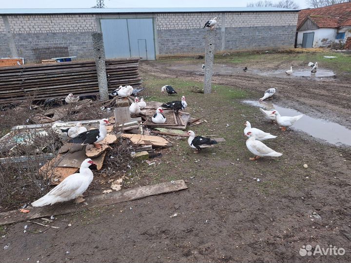 Продаются индоутки