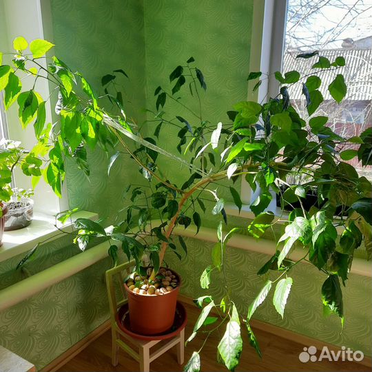 Гибискус китайский или китайская роза