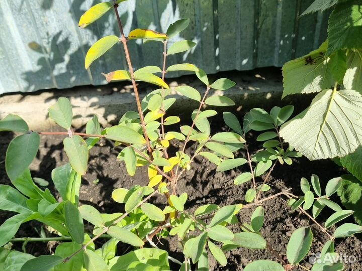 Саженцы жимолости