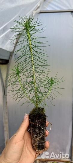 Сеянцы сосны окс от производителя