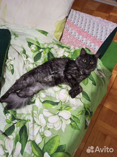 Отдам кота в добрые руки