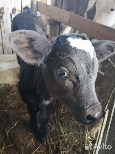 Топленое масло гхи 350 мл