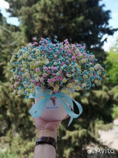 Гипсофила в коробке