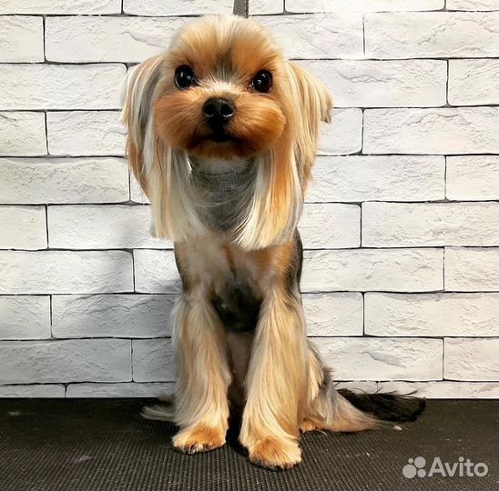 Стрижка собак, покраска шерсти