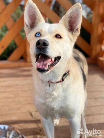 Собака из приюта