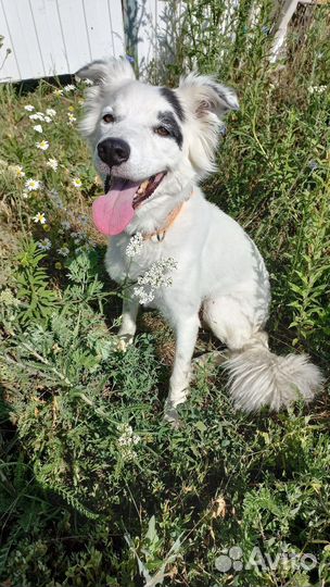 Кобель ищет дом