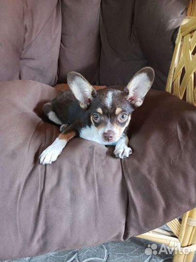 Щенок чихуахуа