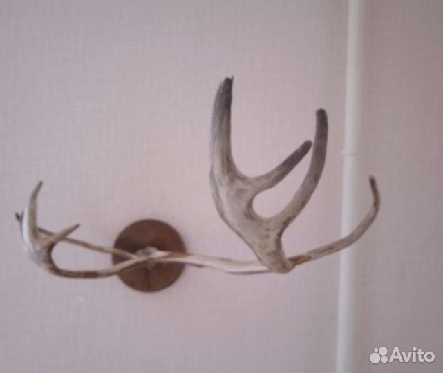 Рога оленя