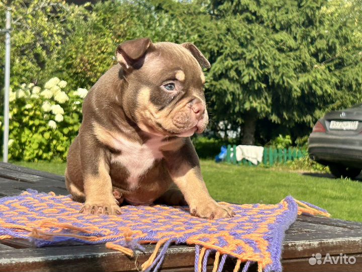 Американский булли покет,классик