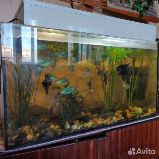 Аквариум