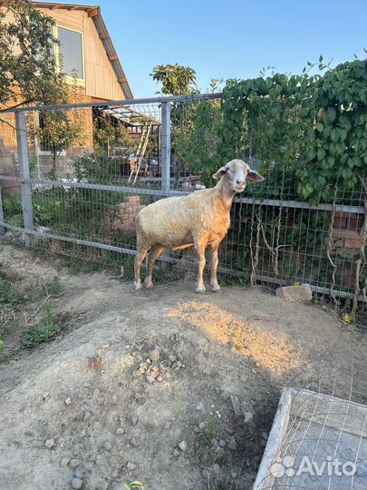 Овца. Помесь, Мериноландшаф и меринос. Воз. 2,4