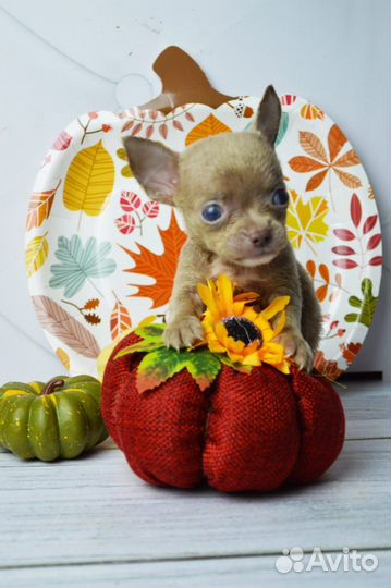 Редкие малыши чишки