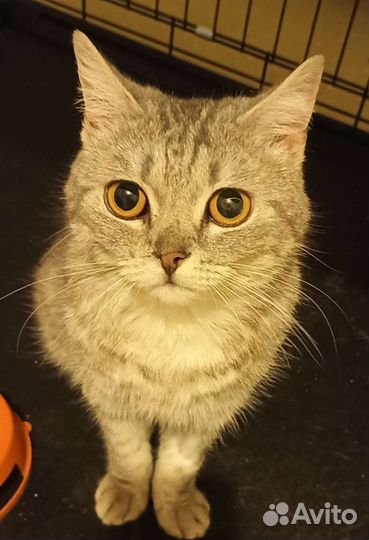 Кошка в дар