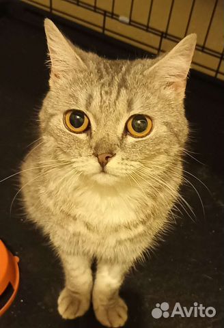 Кошка в дар