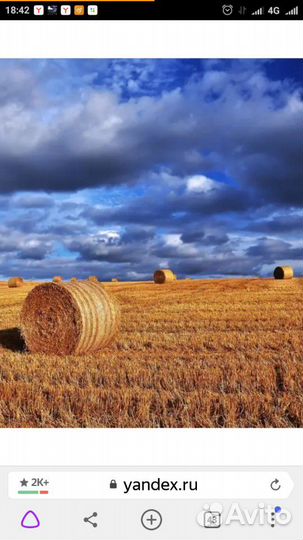 Солома овсяная 2023