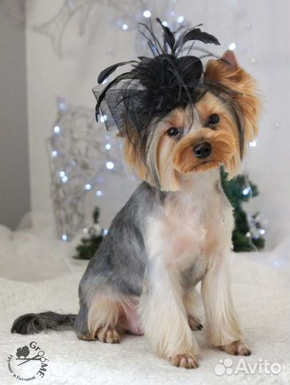 Стрижка собак и кошек