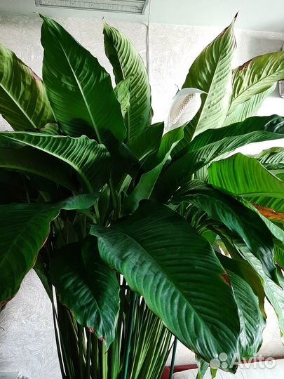 Растения замиокулькас и спатифиллум