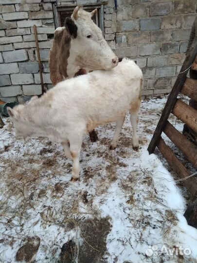 Коровы с подсосными телятами