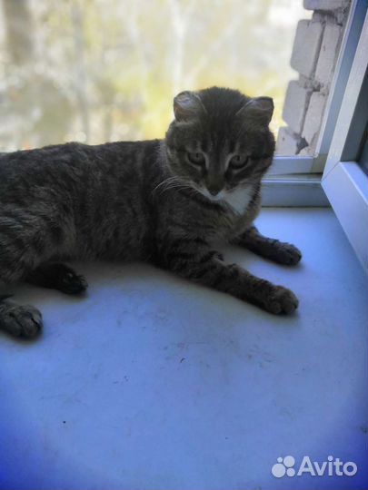 Изумительная малышка