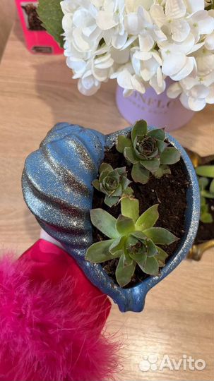 Суккуленты