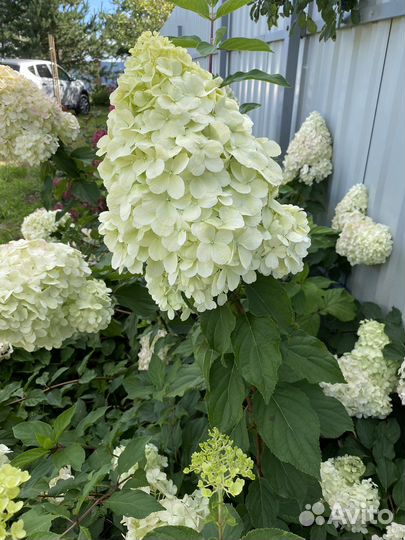 Гортензия Полярный медведь