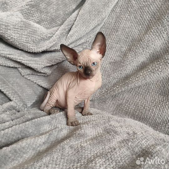 Канадский сфинкс котенок девочка