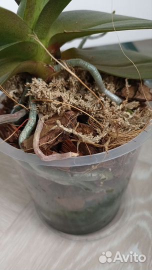 Орхидея фаленопсис мини