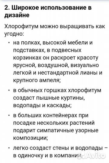 Хлорофитум кудрявый