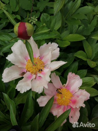 Пион Golden Frolic